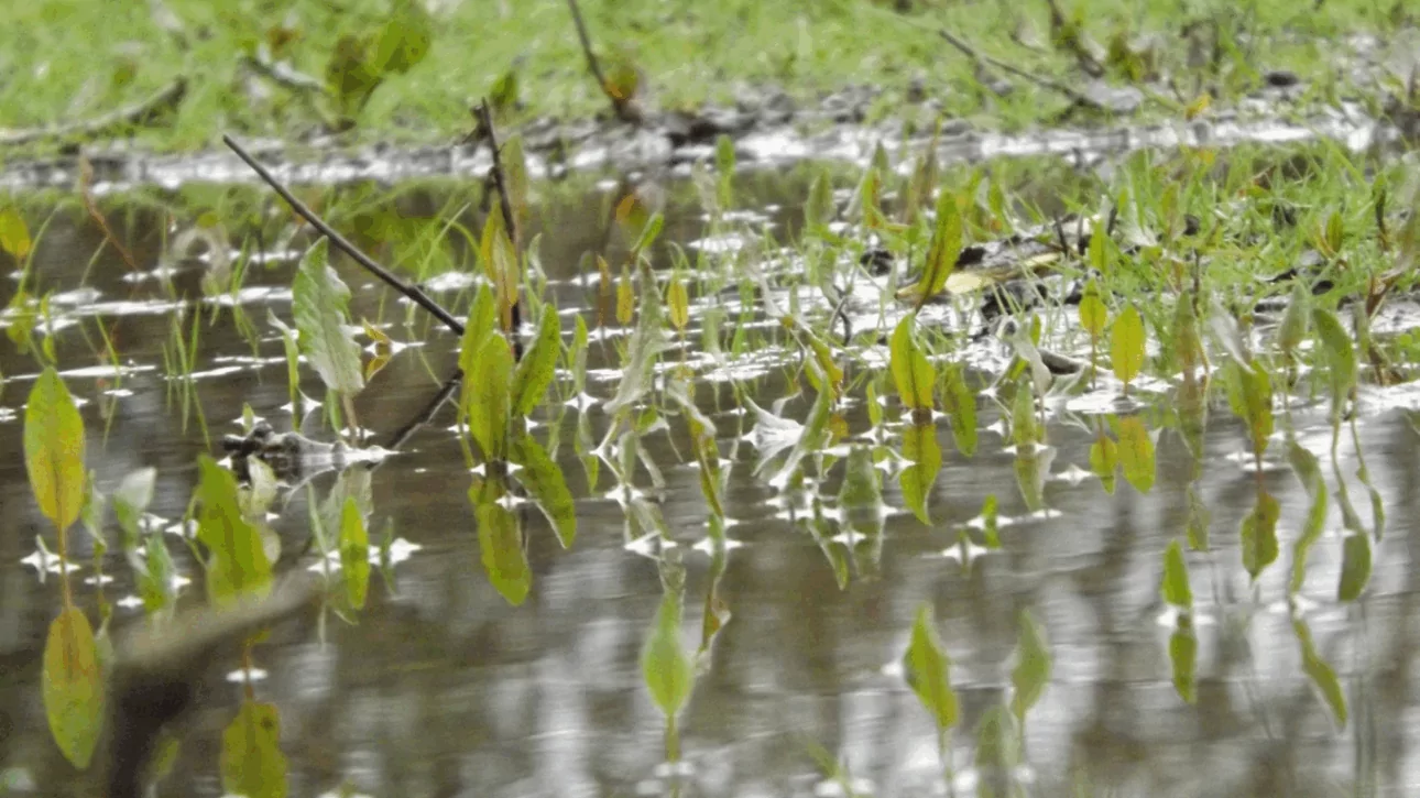 Assainissement non collectif les erreurs à éviter pour préserver votre terrain